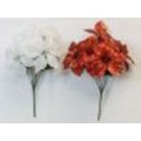 CS-31398076CC9 POINSETTIA BUSHX5