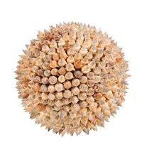 BID-41622 CONCH SHELL NAT LG