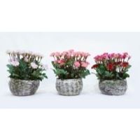 LOK-L113 ARTIFICIAL FLOWER