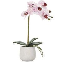 TOR-902932A POTT STEM ORCHID 15