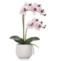 TOR-902932B POTT STEM ORCHID 18