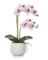 TOR-902932B POTT STEM ORCHID 18
