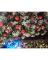 LOK-AL17-126 XMAS GARLAND 6FT